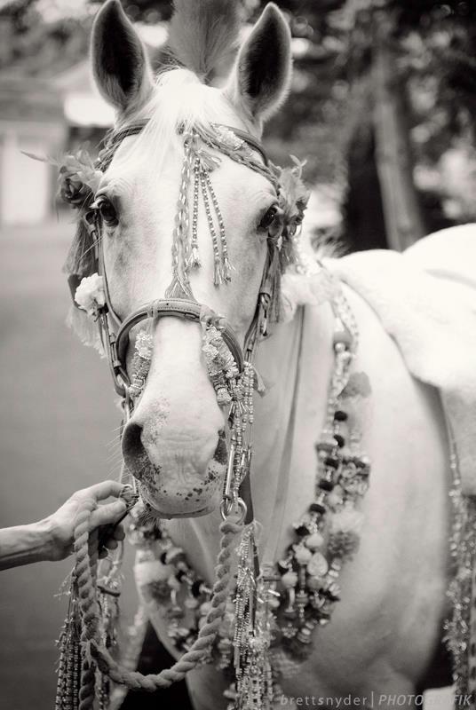equestrian portrait photography golden hour Northern Virginia