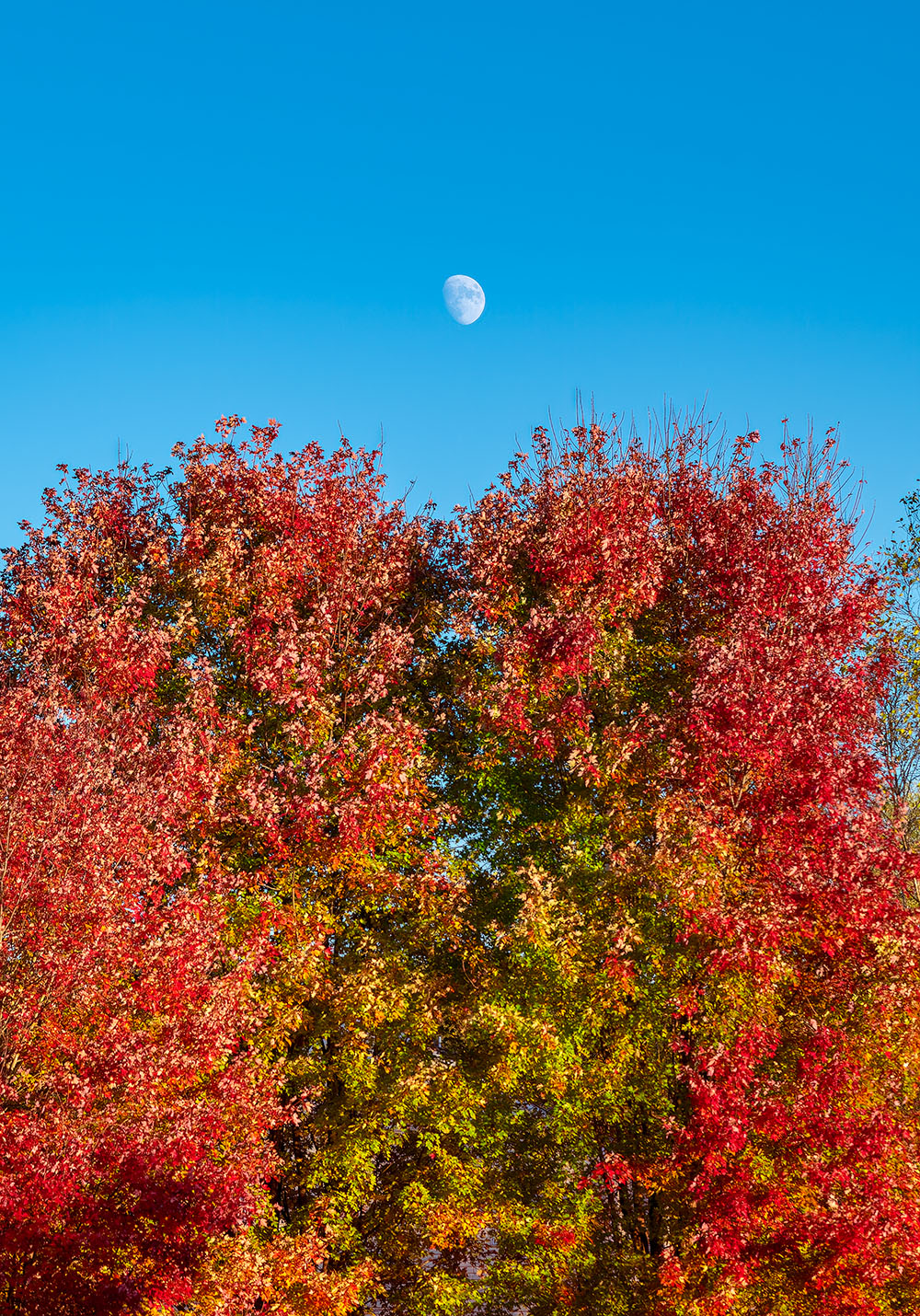 fine art equestrian study portrait Northern Virginia