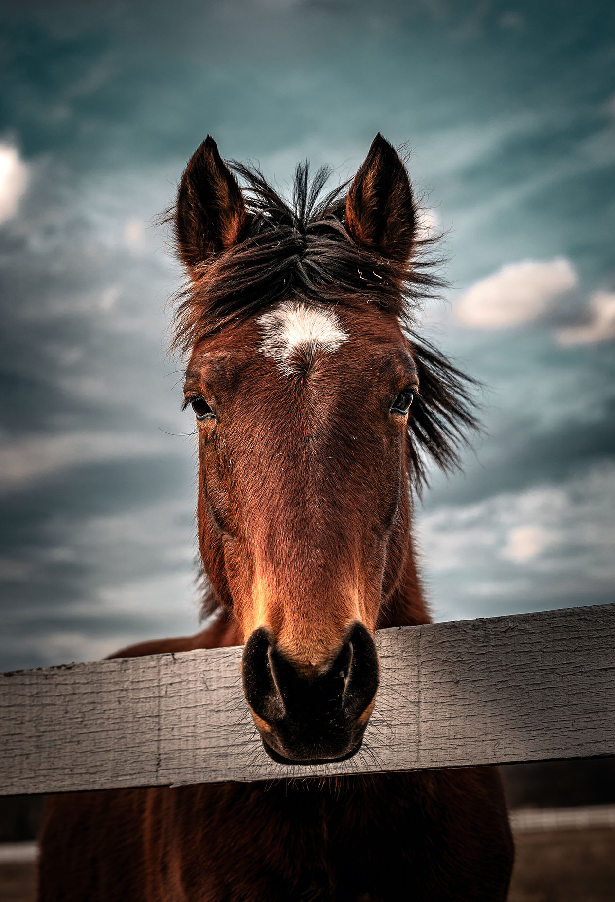 luxury equestrian photographer Northern Virginia