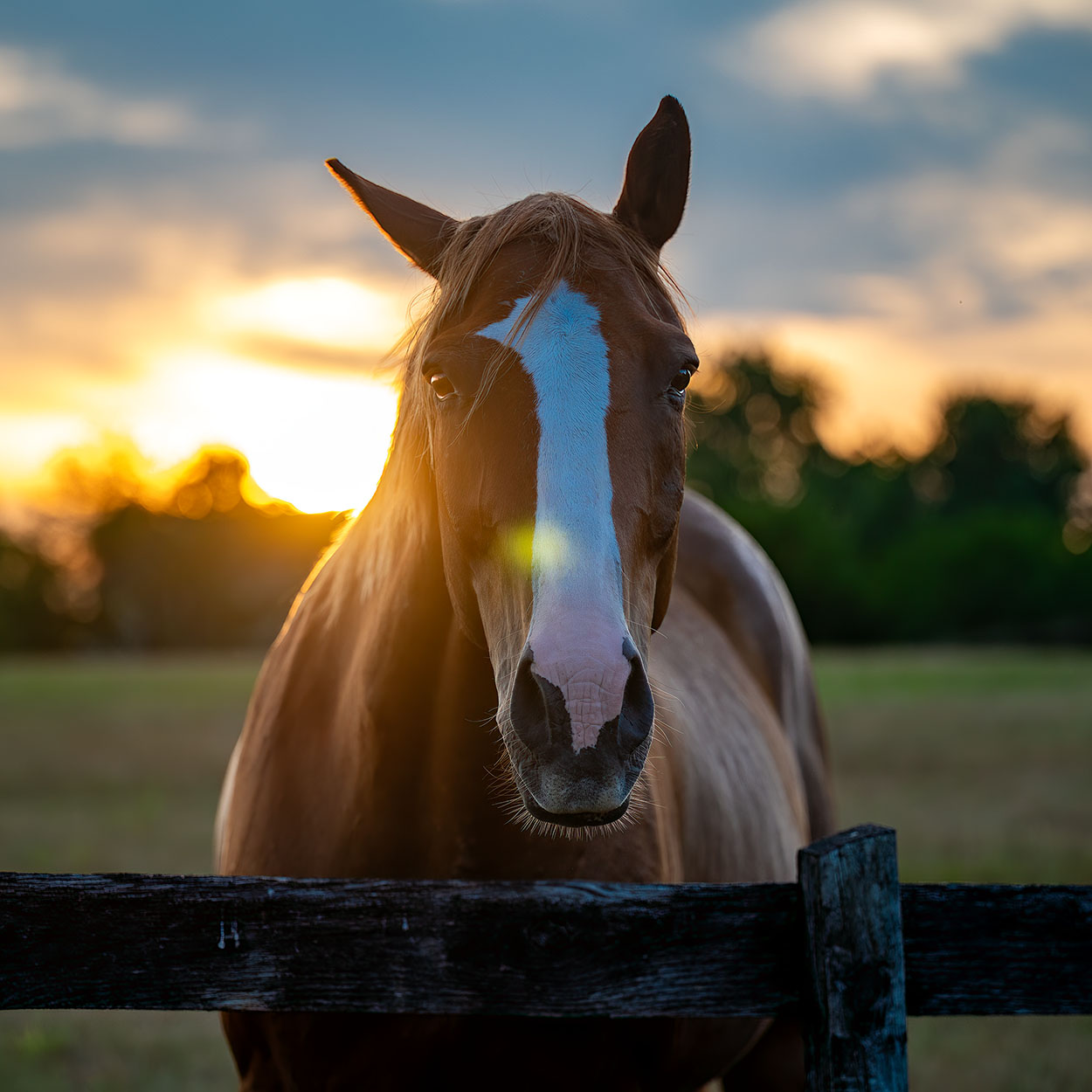 fine art horse photography Virginia hunt country