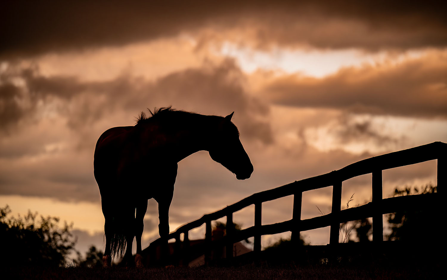 equestrian portrait photography golden hour Northern Virginia