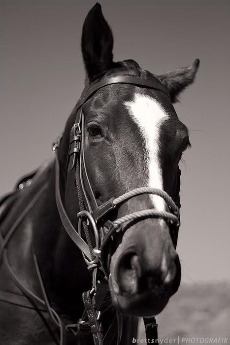 Virginia hunt country horse photographer Loudoun County