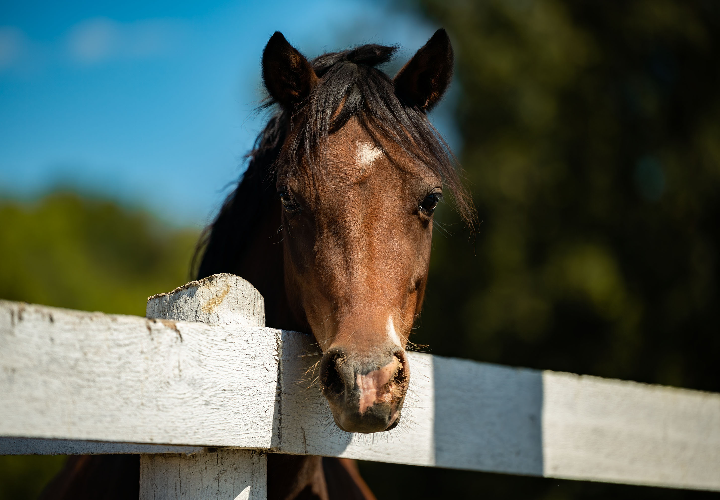 luxury horse portrait photographer Northern Virginia
