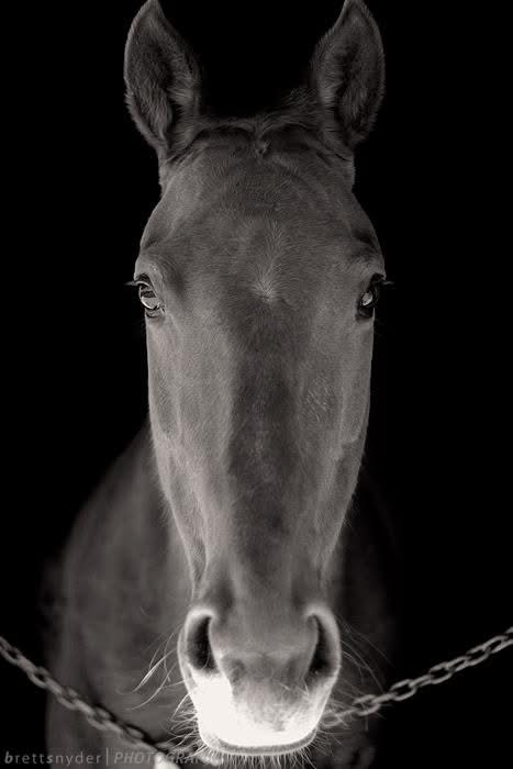 fine art equestrian portrait Virginia