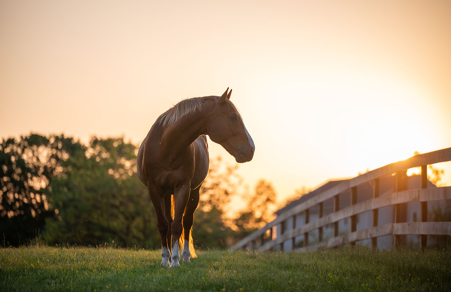 horse photography at dusk Northern Virginia farm