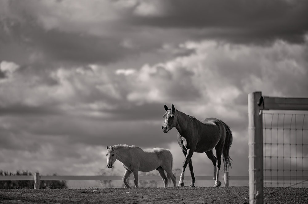 equestrian landscape photography Virginia countryside