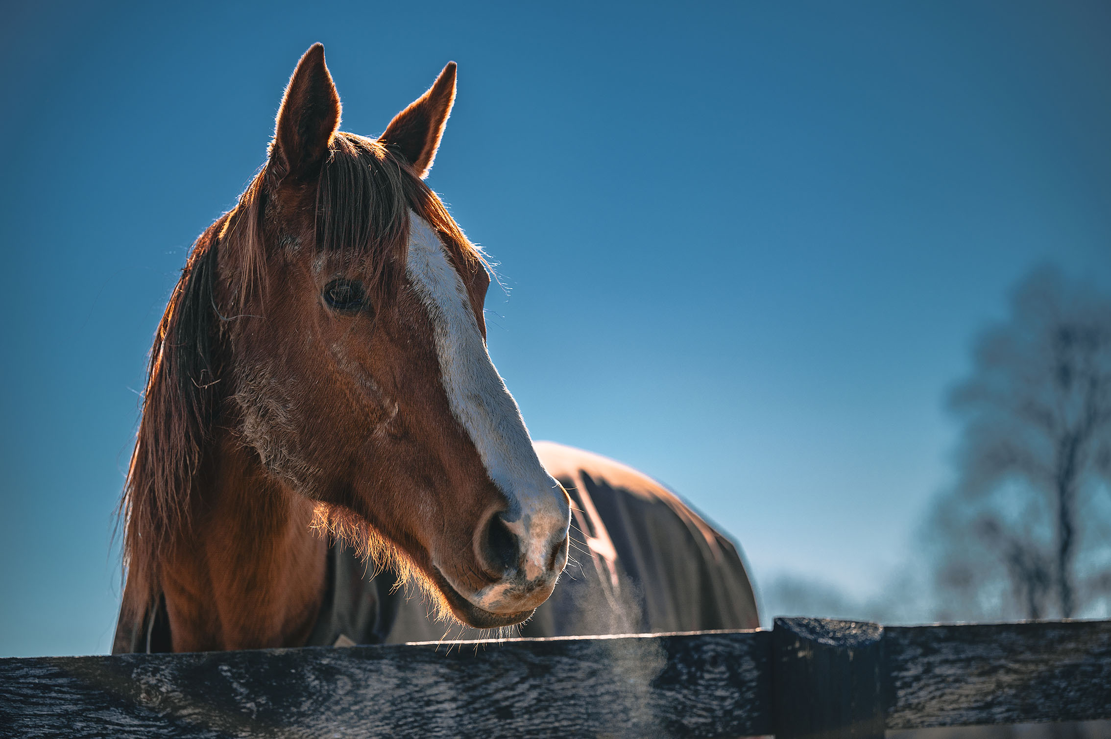 Virginia horse country fine art photography