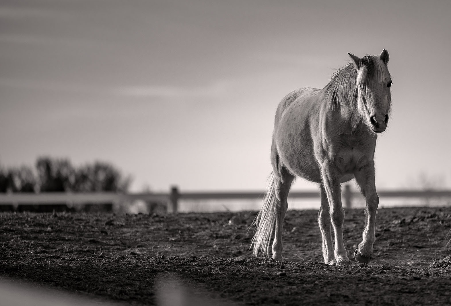 horse farm sunrise photography Loudoun County Virginia