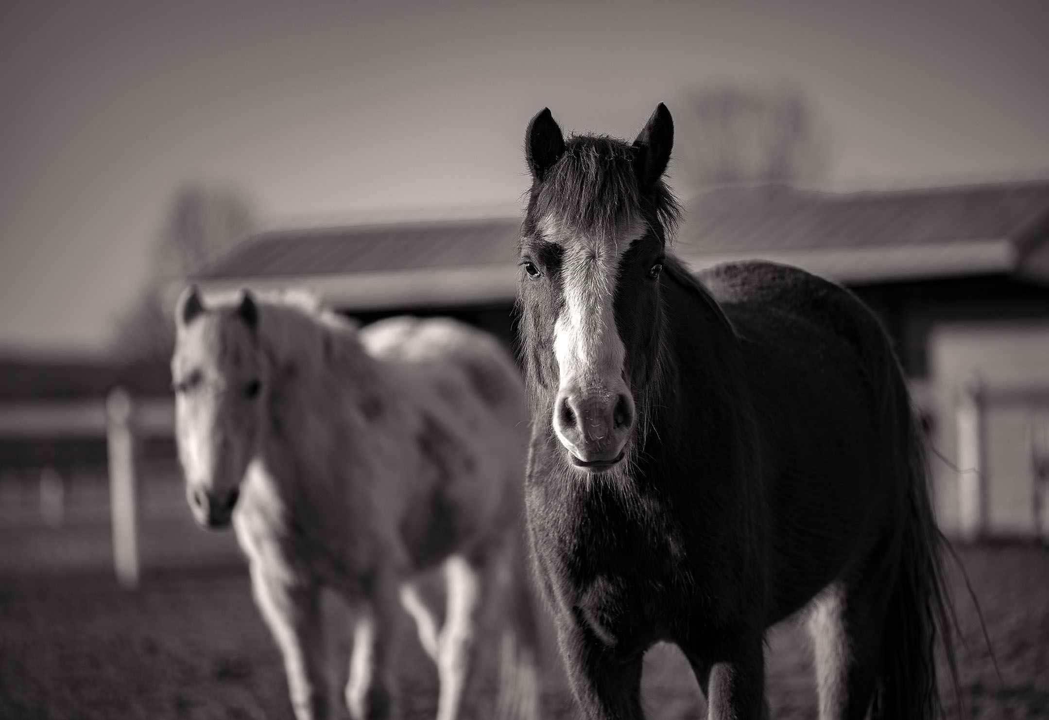 paddock horse photography Northern Virginia luxury