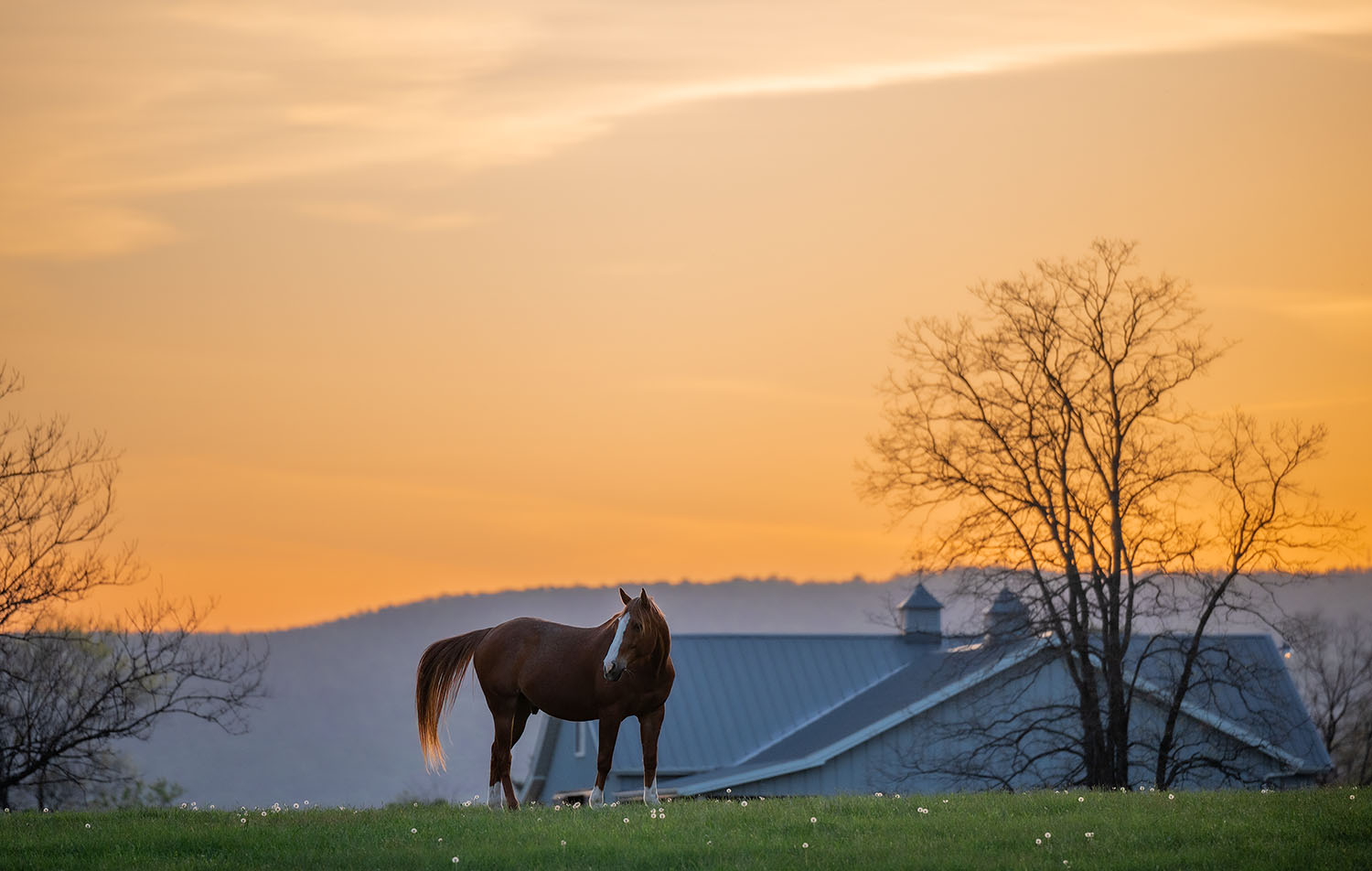 luxury equestrian photographer Northern Virginia