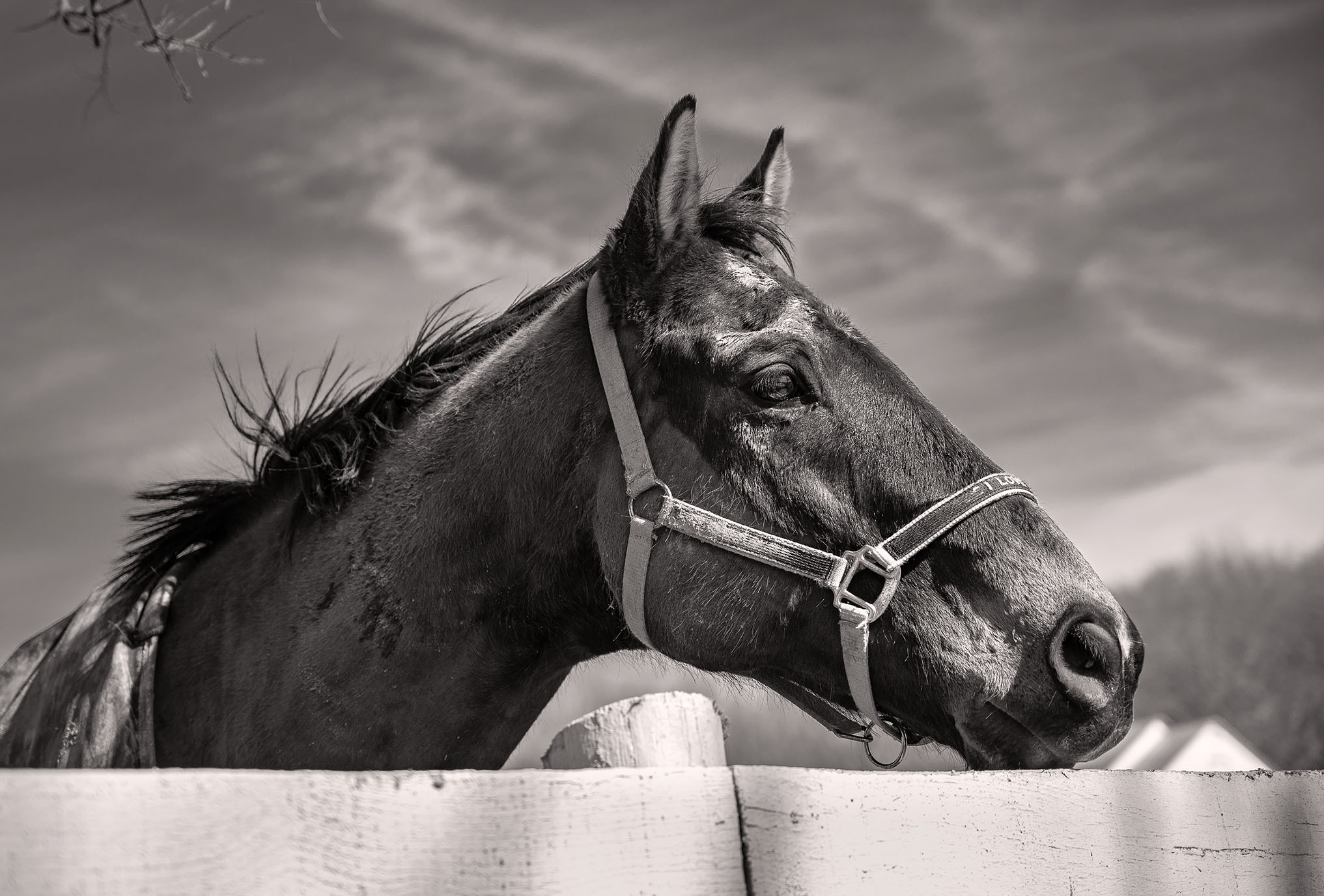 fine art horse photography Virginia hunt country