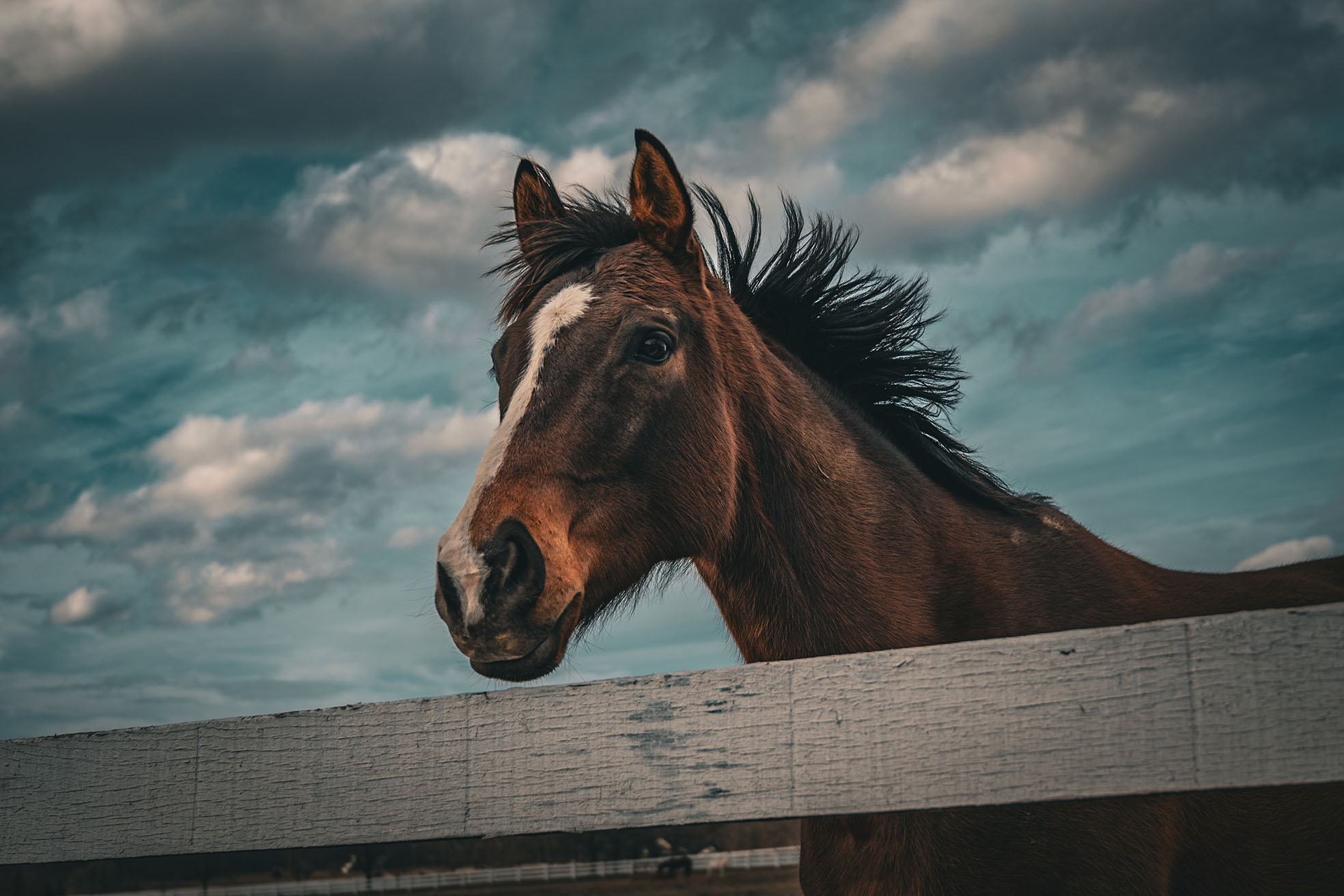 equestrian portrait photography golden hour Northern Virginia