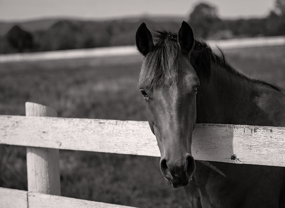 Virginia hunt country horse photographer Loudoun County