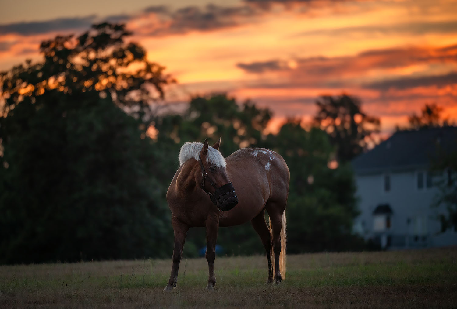 Loudoun County equestrian photography luxury portraits