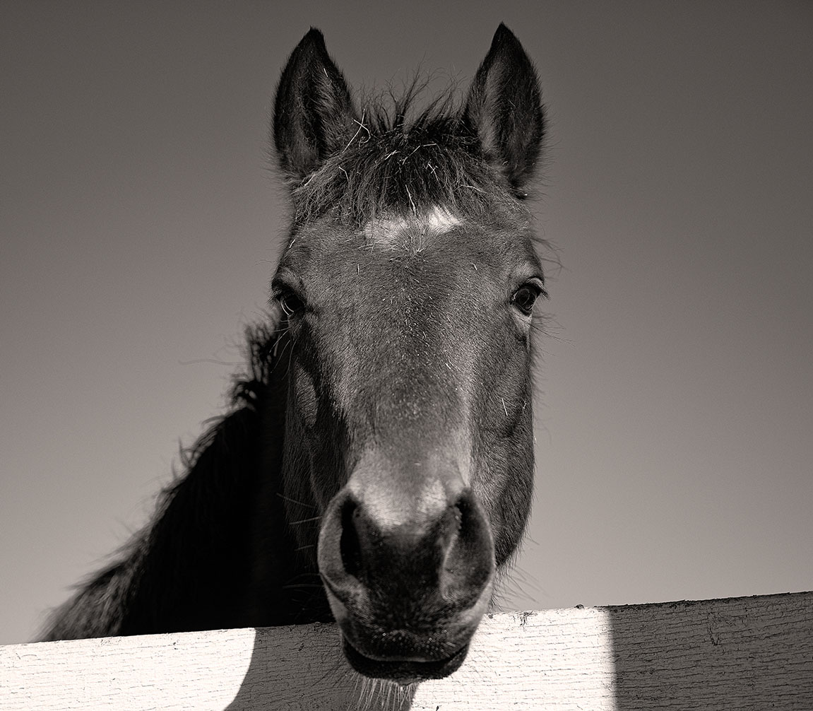 fine art equestrian portrait Virginia