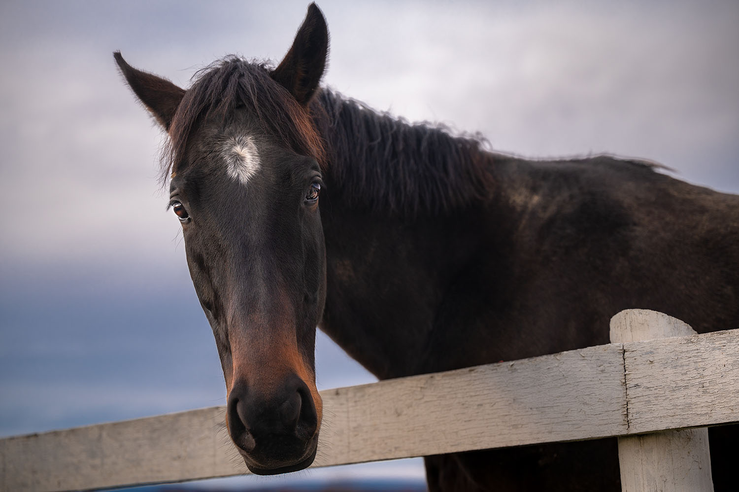 horse photography at dusk Northern Virginia farm