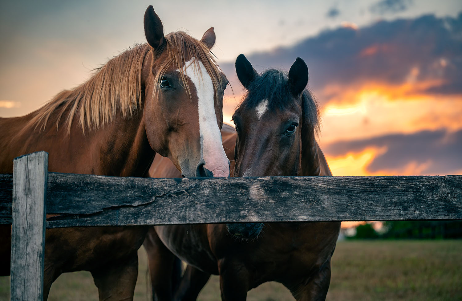 equestrian landscape photography Virginia countryside