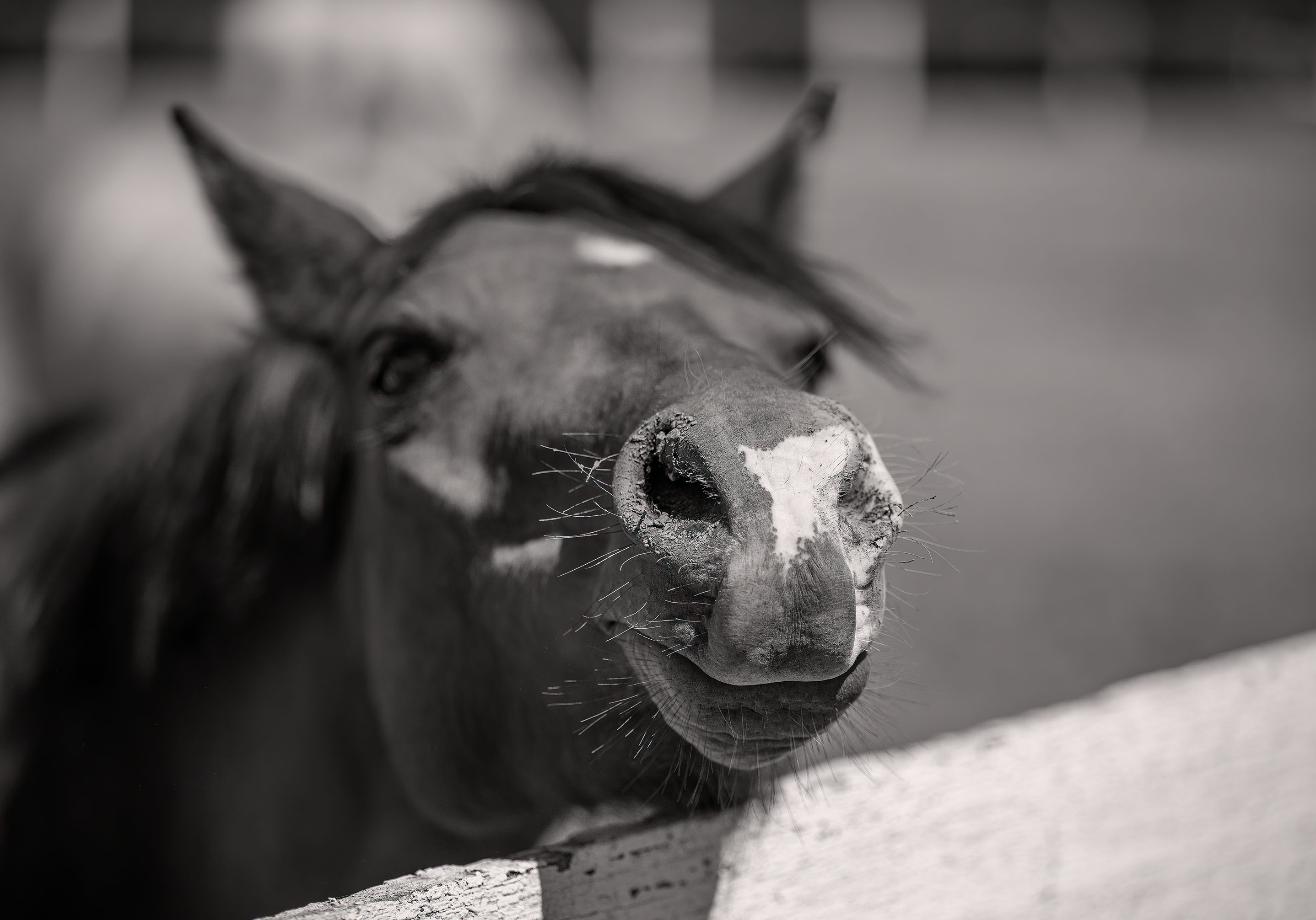 Virginia horse country fine art photography