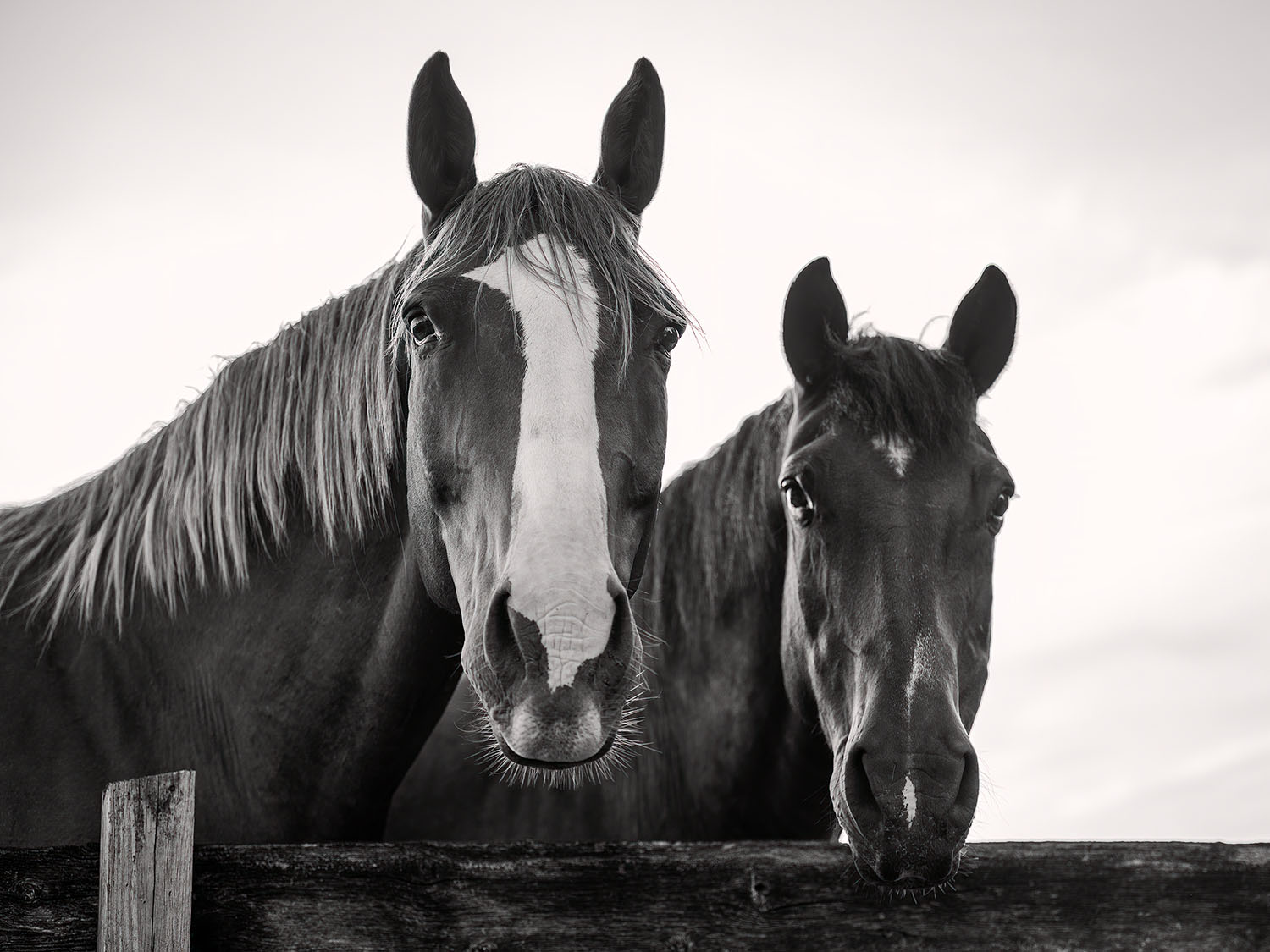 horse farm sunrise photography Loudoun County Virginia