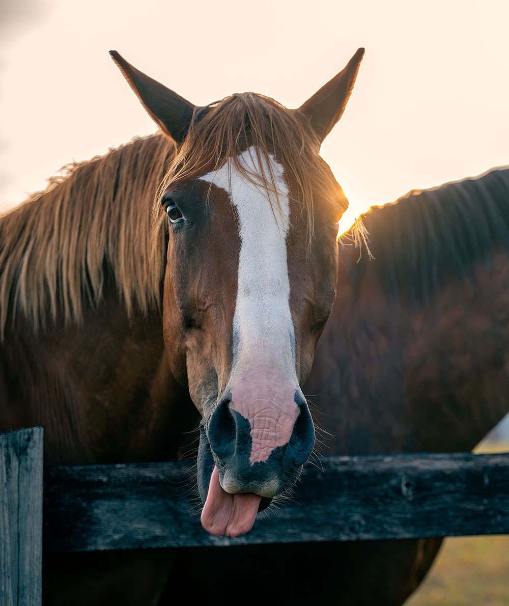 paddock horse photography Northern Virginia luxury