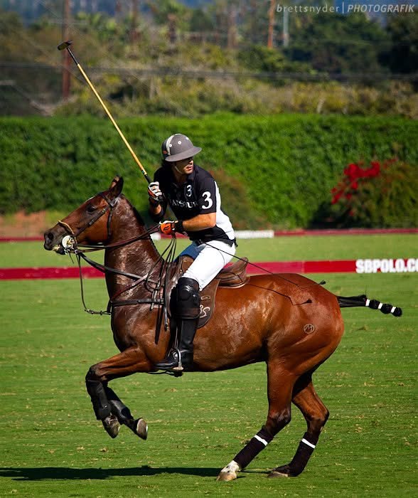 luxury equestrian photographer Northern Virginia